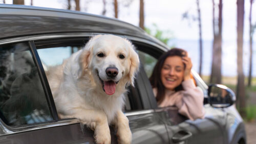 Traveling With Pets and Why Where You Stay Matters More Than You Think